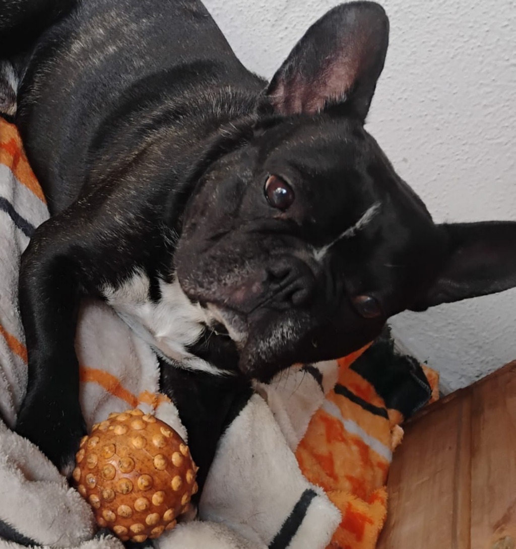 ALESSANDRA PAOLA IGLESIAS SILVA